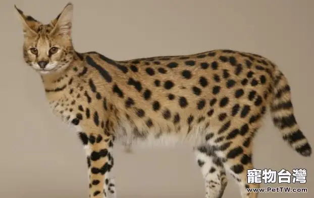 最大的貓是什麼品種？