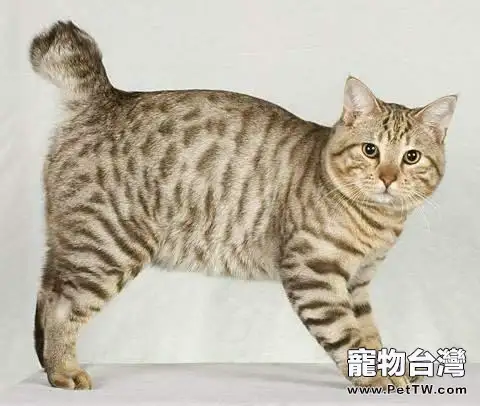 最大的貓是什麼品種？