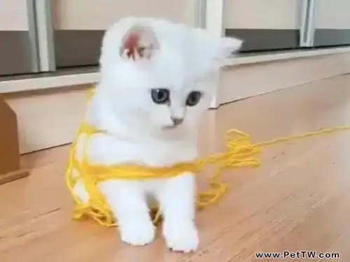 貓為什麼愛玩毛線球
