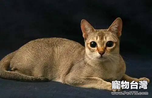新加坡貓多少錢一隻