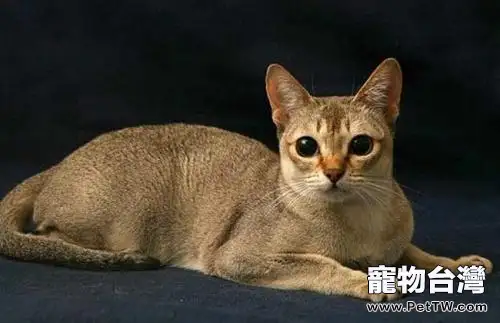 新加坡貓多少錢一隻?新加坡貓價格(共3張圖片)-寵物台灣