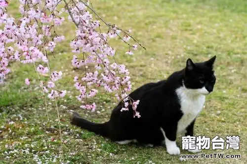 烏雲踏雪貓怎麼養