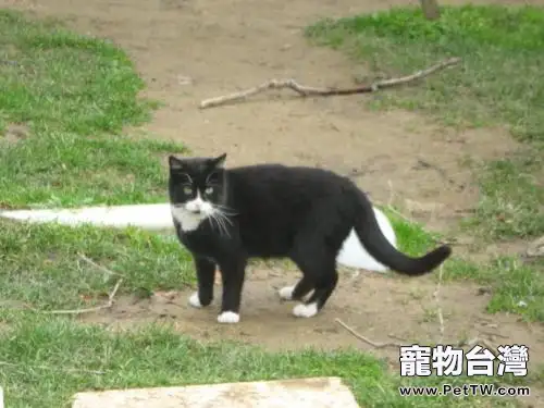 烏雲踏雪貓怎麼養