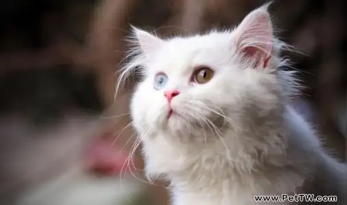 為什麼不能買藍眼白貓