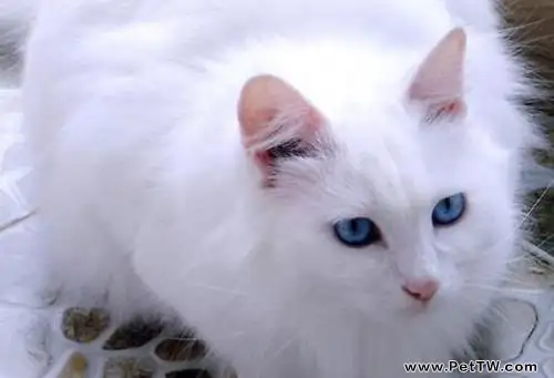 為什麼不能買藍眼白貓