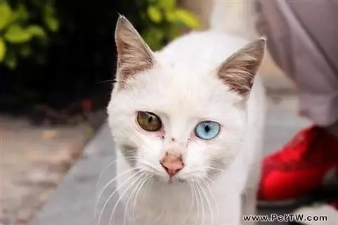 鴛鴦眼的貓