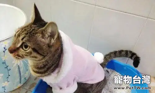 怎麼教貓用貓砂