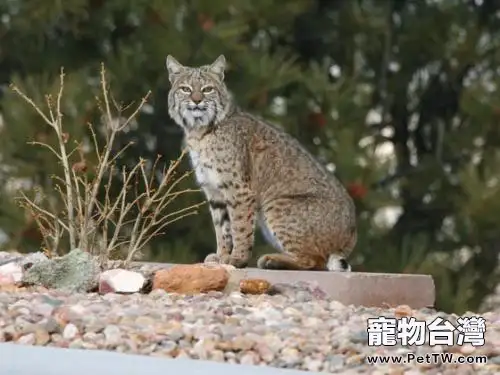 短尾貓為什麼不能養