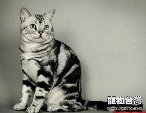 銀虎斑貓多少錢一隻?銀虎斑貓飼養(共3張圖片)-寵物台灣