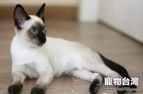 緬甸貓和暹羅貓有什麼區別?緬甸貓和暹羅貓的區別(共3張圖片)-寵物台灣