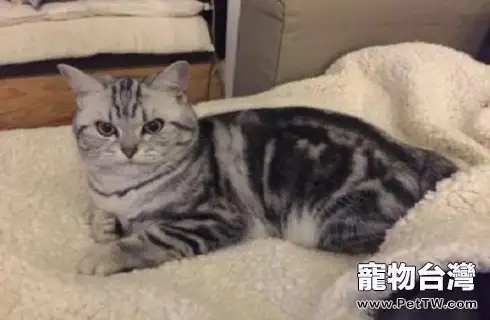 虎斑貓怎麼看品相?虎斑貓優缺點介紹(共3張圖片)-寵物台灣