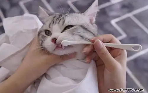 貓咪需要刷牙嗎