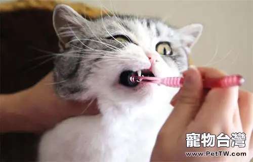 貓咪需要刷牙嗎