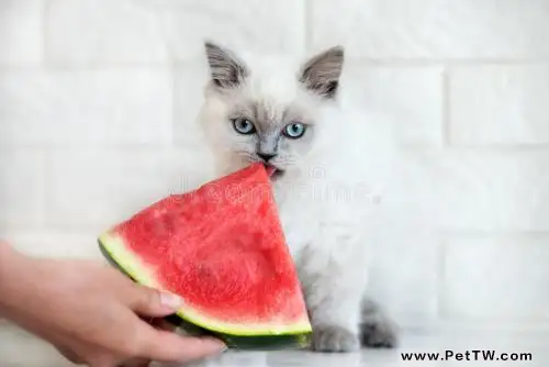 貓可以吃西瓜嗎