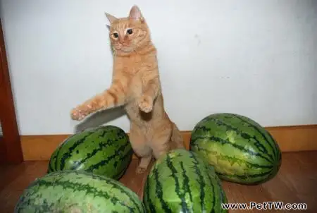 貓可以吃西瓜嗎