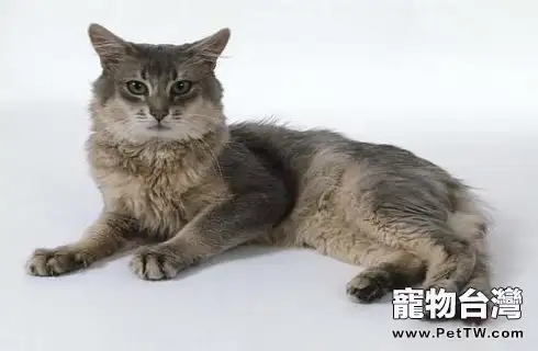 索馬利貓為什麼難飼養