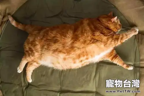 貓吃水果