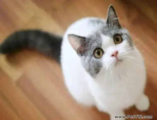 藍白貓是什麼品種