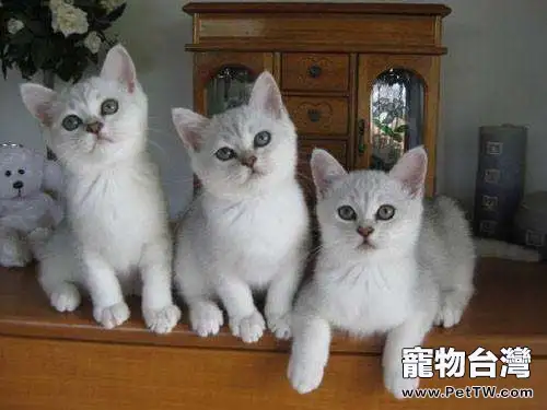 波米拉貓吃什麼?波米拉貓飼養(共3張圖片)-寵物台灣