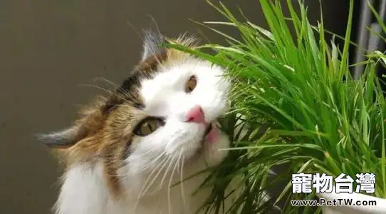 貓草是什麼