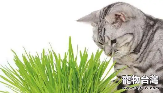 貓草是什麼