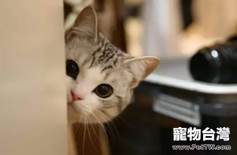 貓咪不喜歡喝水怎麼辦 貓咪不喜歡喝水怎麼辦