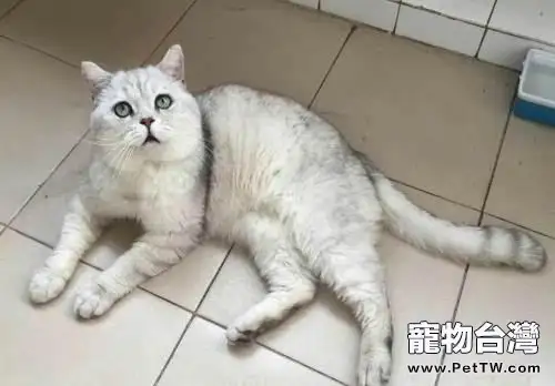 貓咪不喜歡喝水怎麼辦?讓貓愛上喝水的幾種方法(共3張圖片)-寵物台灣