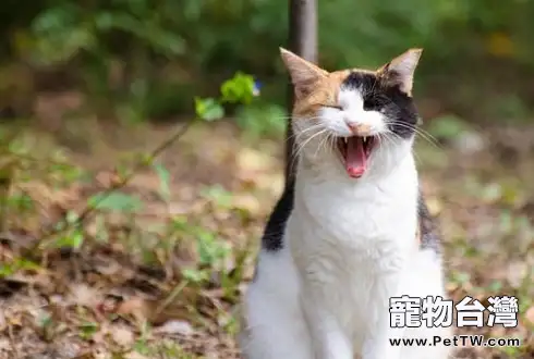 貓咪不喜歡喝水怎麼辦 貓咪不喜歡喝水怎麼辦