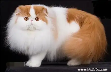 波斯貓怎麼養?波斯貓飼養(共3張圖片)-寵物台灣