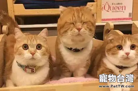 橘貓多少錢？橘貓是什麼品種的貓？
