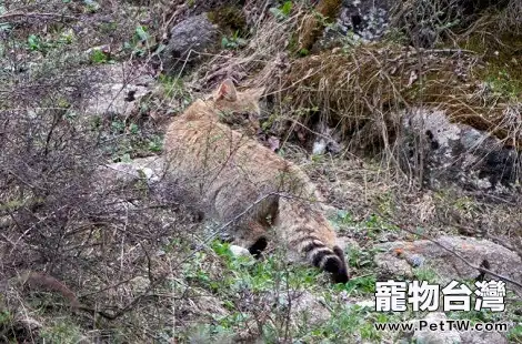 有人養荒漠貓嗎？是不是可以養？