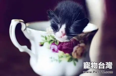 有沒有茶杯貓這個品種？茶杯貓好養嗎？