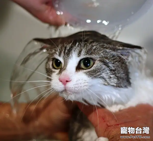 貓咪洗澡香波一定要沖洗乾淨