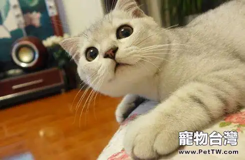怎麼看出貓咪中毒了?該怎麼處理?(共3張圖片)-寵物台灣