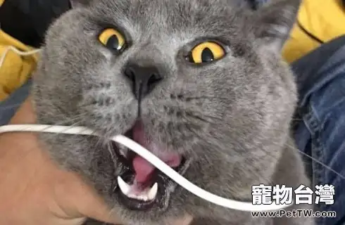 貓咪嘔吐是什麼原因導致的？