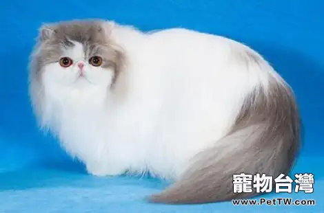 波斯貓要怎麼幫它有效梳毛？