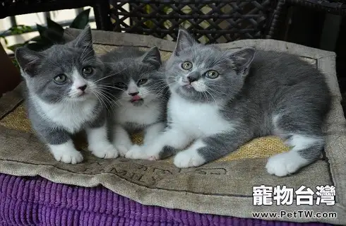 母貓懷孕需要額外補充營養嗎？