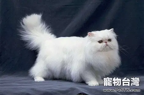 母貓懷孕需要額外補充營養嗎？