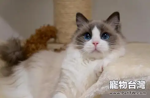 布偶貓排不出毛球會很難受嗎？
