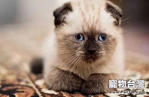 怎麼判斷貓咪是不是得了貓蘚?(共3張圖片)-寵物台灣