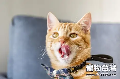 貓咪舔毛有隱患,備上一隻WOWO化毛膏吧!(共2張圖片)-寵物台灣