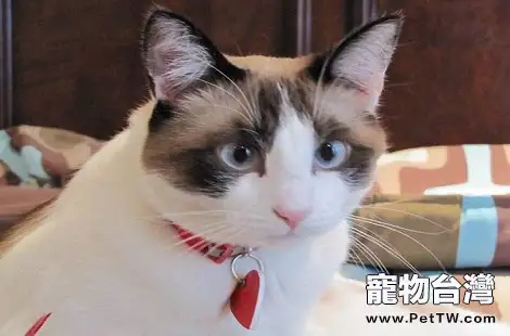貓咪的黑下巴是什麼原因導致的？