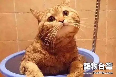 貓咪的黑下巴是什麼原因導致的？