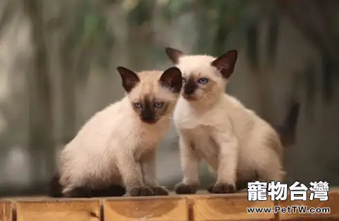 還沒滿月的小貓要怎麼餵養？