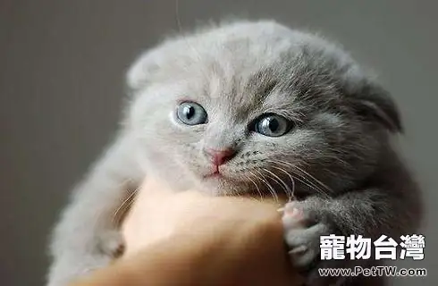 還沒滿月的小貓要怎麼餵養?(共3張圖片)-寵物台灣
