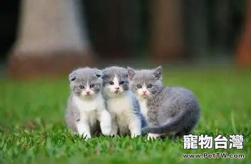 還沒滿月的小貓要怎麼餵養？