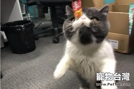 貓咪的視力好像下降了?(共3張圖片)-寵物台灣