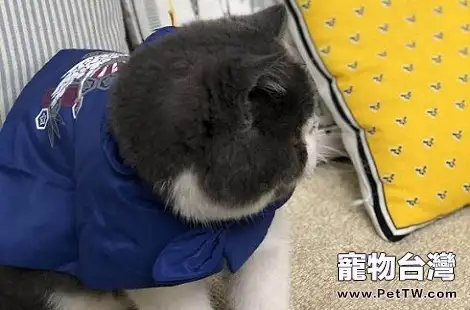 貓咪吃了化毛膏會出現什麼症狀？（共3張圖片）-寵物台灣