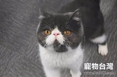 貓咪吃了化毛膏會出現什麼症狀？