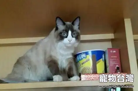 老年貓便秘要怎麼解決? 老年貓便秘要怎麼解決?